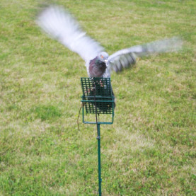 Palette à pigeon à poser