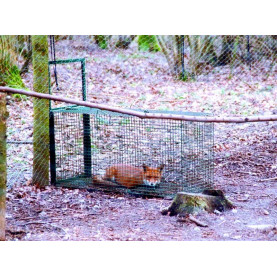 Cage piège pour Renard