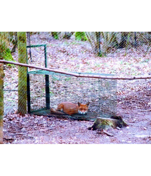 Cage à renard avec appât vivant | Hénon