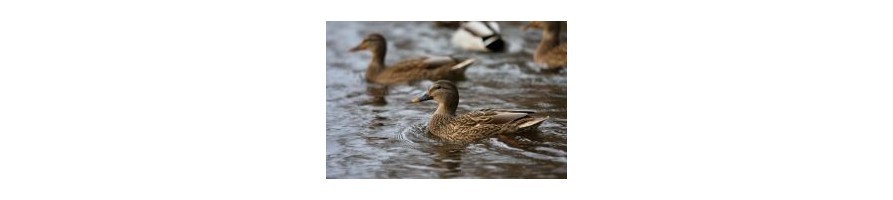 L'univers du gibier d'eau est aussi sur mclleclercq.com