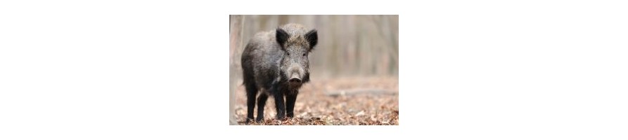 Attractants et appâts pour le gibier et les nuisibles