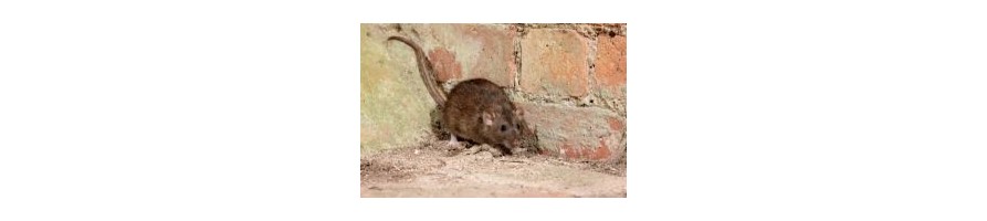 Pièges et dispositifs contre les rats et les souris.