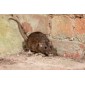 Rats et Souris
