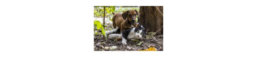 Dispositifs utilisés pour le rattrapage des chats et des chiens.